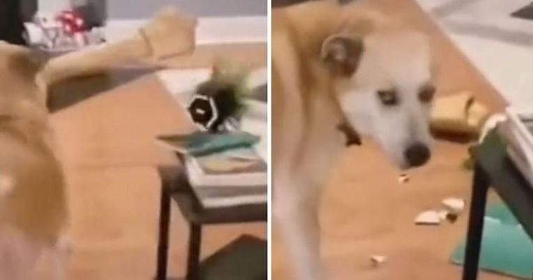 Pas slučajno razbio vazu, njegova reakcija oduševila je mnoge