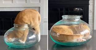 Mačka se uvukla u akvarijum - Avaz