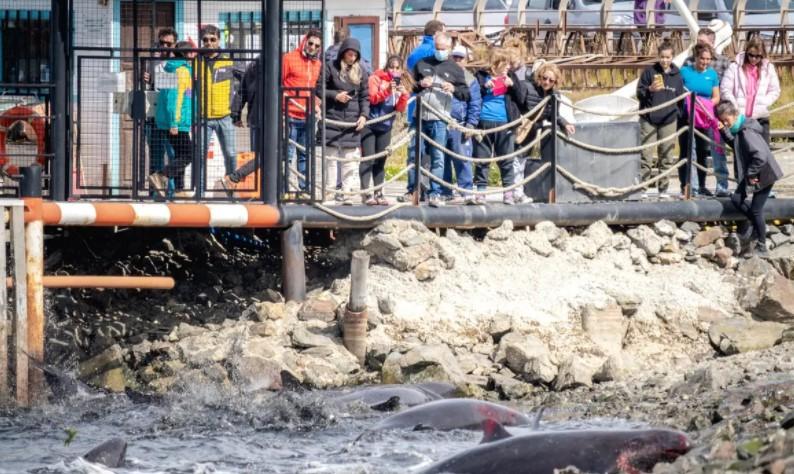 Na plaži u Istanbulu pronađeno dvadesetak uginulih delfina