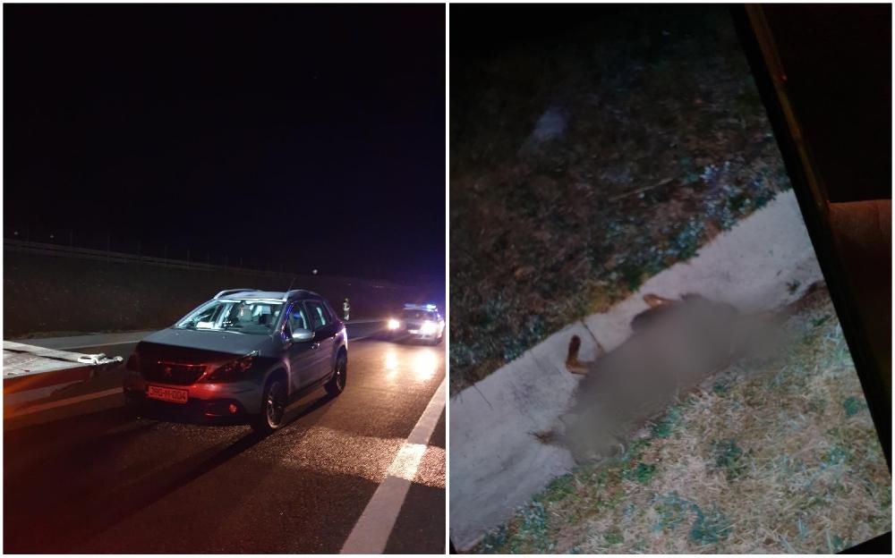 I to se dogodilo: Automobilom usmrtio vuka na autoputu kod Kaknja