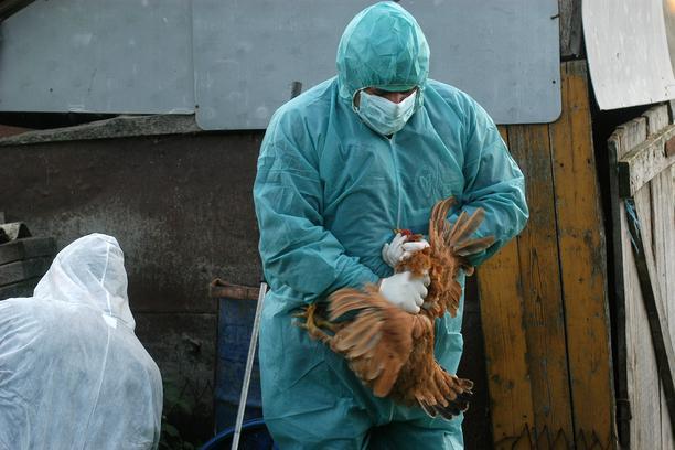 U Crnoj Gori potvrđena ptičja gripa