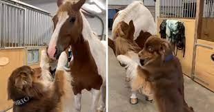 Pas se susreo s konjem i pokušavao ga zagrliti, prizor oduševio mnoge