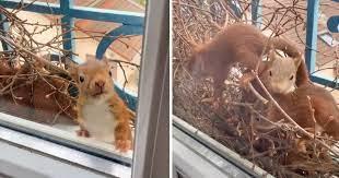 Vjeverica izgradila gnijezdo ispred prozora pa uselila svoju porodicu