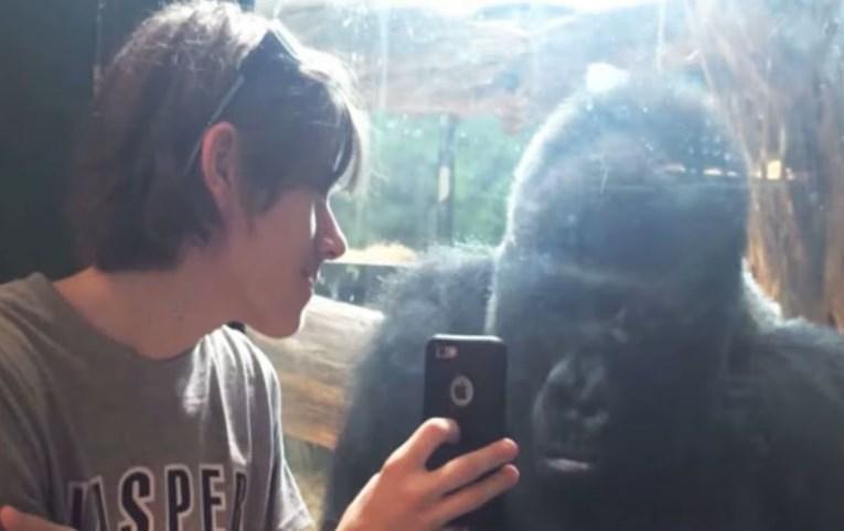 Mužjak gorile ne popušta mobitel: Posjetiteljima ne želi braniti da ga snimaju i fotografišu