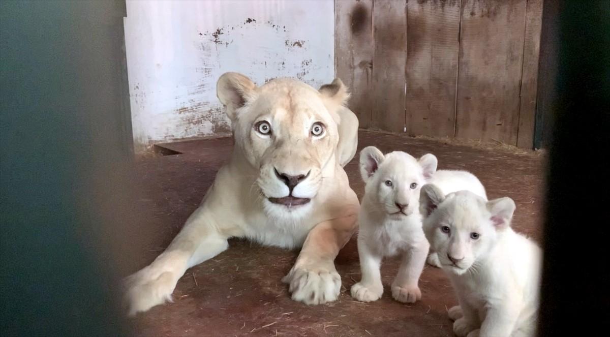 Nakon 20 godina u Zoološkom vrtu rođena tri mladunčeta bijelog lava