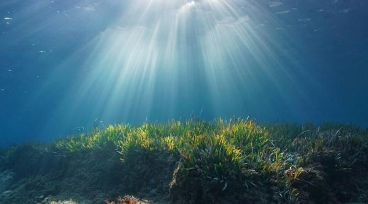 Naučnici su otkrili da livade morske trave na dnu oceana mogu pohraniti ogromne količine "slatkog" - Avaz