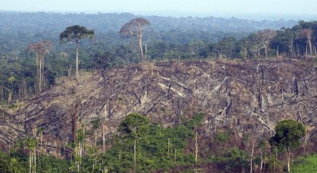 Sječa šume u Amazonu dosegla novi rekord