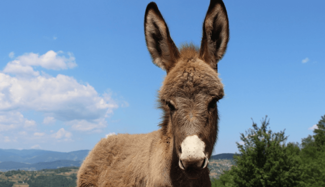 Poskupljuje magareće mlijeko: Na bh. farmi od 1. juna, litar 150 KM!