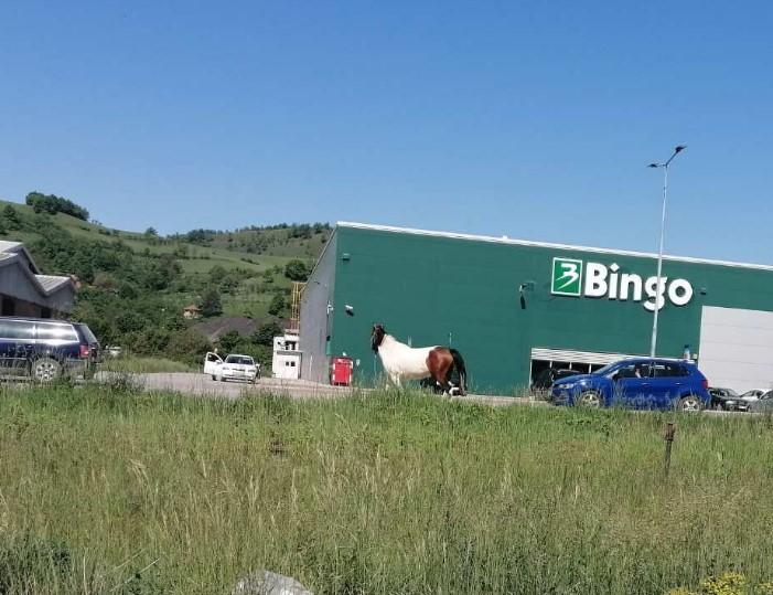 Neobičan apel veterinarske stanice: Potraga za vlasnikom konja u Brezi