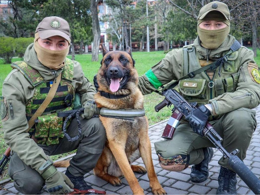 Rusi ostavili psa u Mikolajevu, Baks sada pomaže ukrajinskim vojnicima