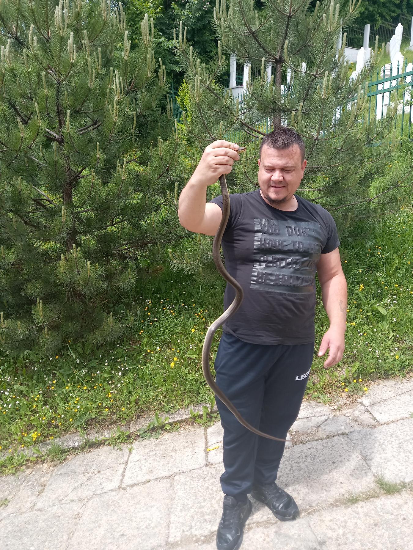 Mujak  uhvatio zmiju u Drinskoj ulici - Avaz