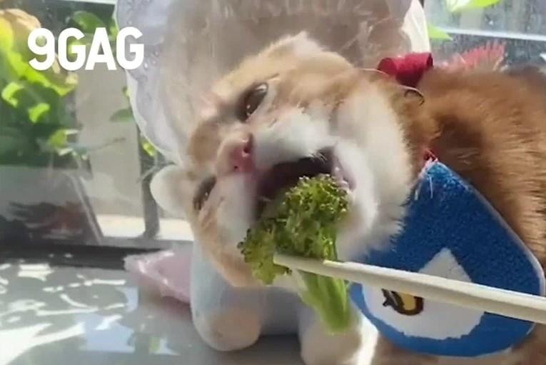 Ovoj mački je brokula draža i od mesa, pogledajte kako uživa