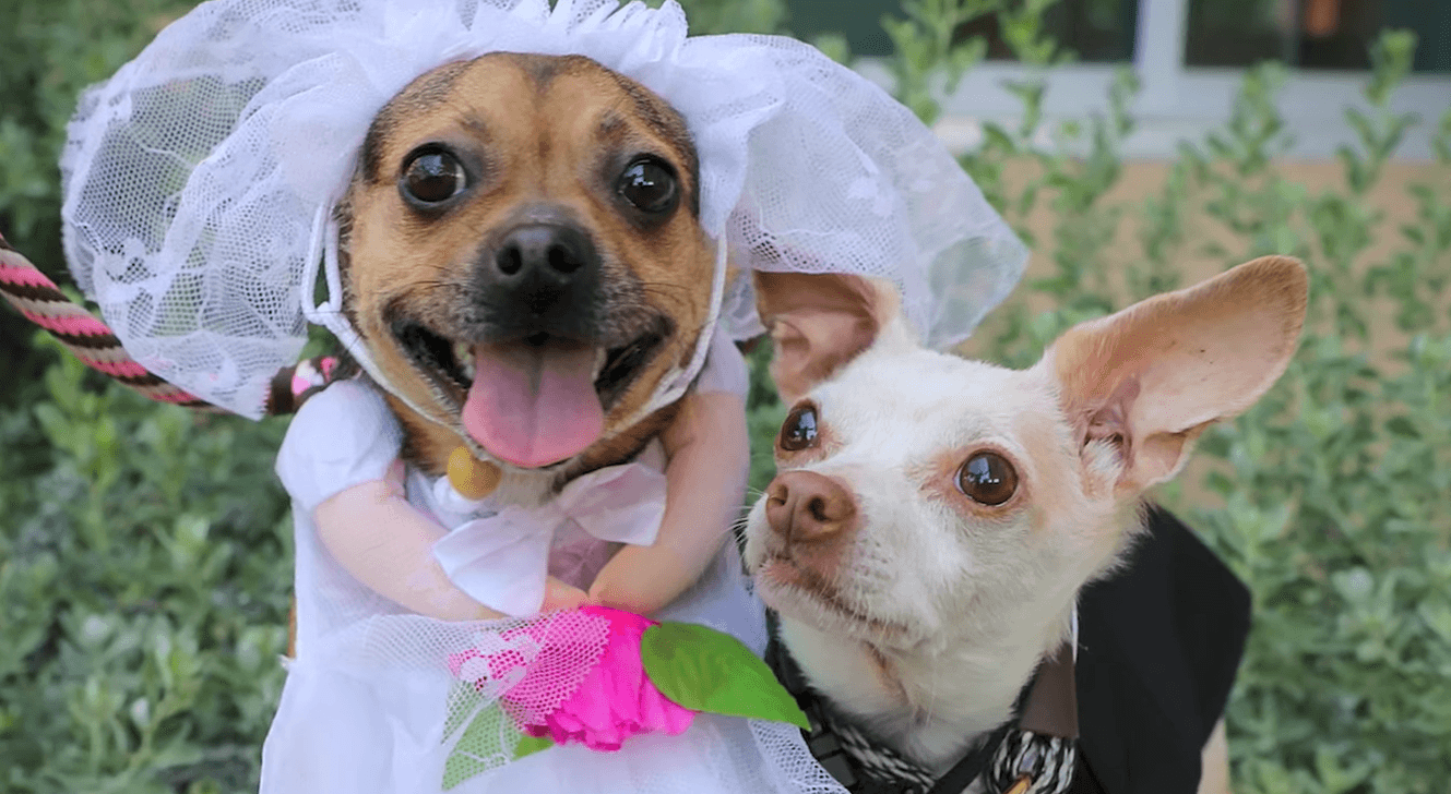Psi se upoznali kod zubara, pa se zavoljeli: Pogledajte djelić njihovog vjenčanja
