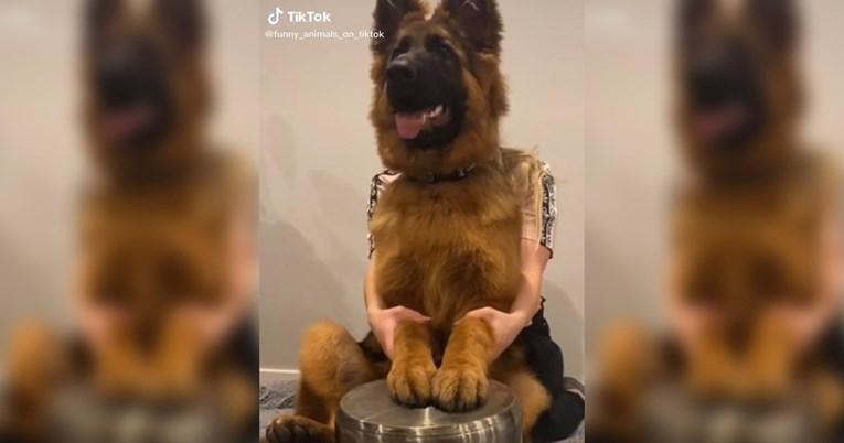 Pas koji svira na loncu postao viralan