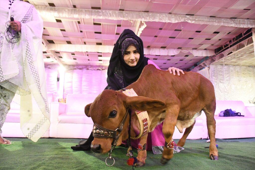 U Pakistanu predstavljena jedna od najmanjih krava na svijetu