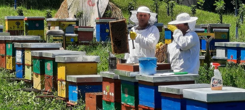 Jedna od najmedonosnijih godina u zadnje vrijeme: Pčelari se ne mogu dogovoriti oko cijene kilograma meda