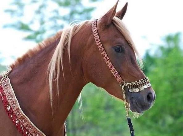 Nesvakidašnja krađa u Srbiji: Ukrali arapskog konja