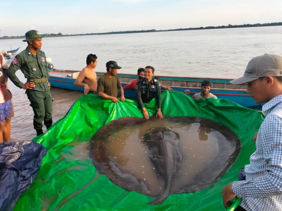U rijeci Mekong u Kambodži ulovljena je 300 kilograma teška raža - Avaz