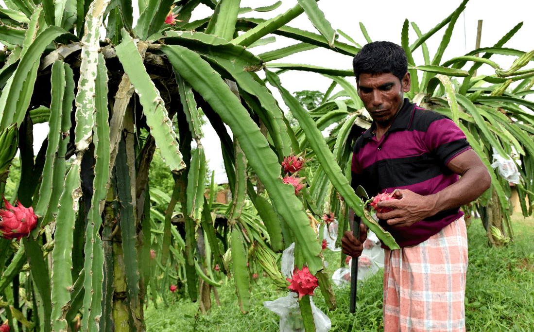 Zmajevo voće hit u Bangladešu - Avaz