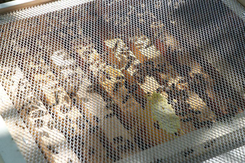 Podrška pčelarima iz Starog Grada, dodijeljene košnice i rojevi - Avaz