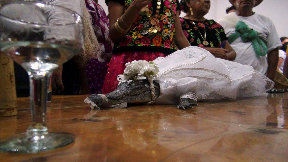Gradonačelnik San Pedra vjenčao se s aligatorom