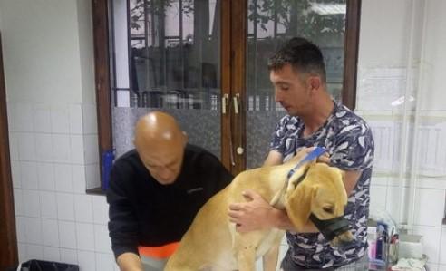 Psa udarilo vozilo na Alipašinom Polju: Traži se vlasnik labradora s plavom ogrlicom