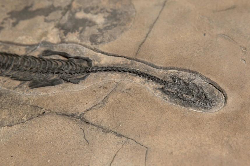 Otkriveni skeleti morskih reptila: Živjeli u okeanu