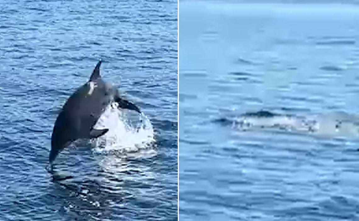 Više delfina snimljeno kod ostrva Iža