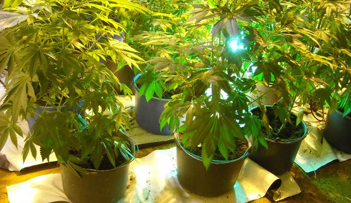 Zaplijenjeno sedam stabljika marihuane - Avaz