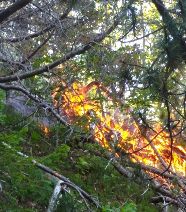 Ponovo se rasplamsao požar u Parku prirode Blidinje - Avaz