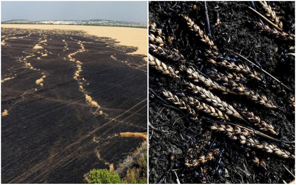 Ukrajinska pšenica gori dok prijeti prehrambena kriza