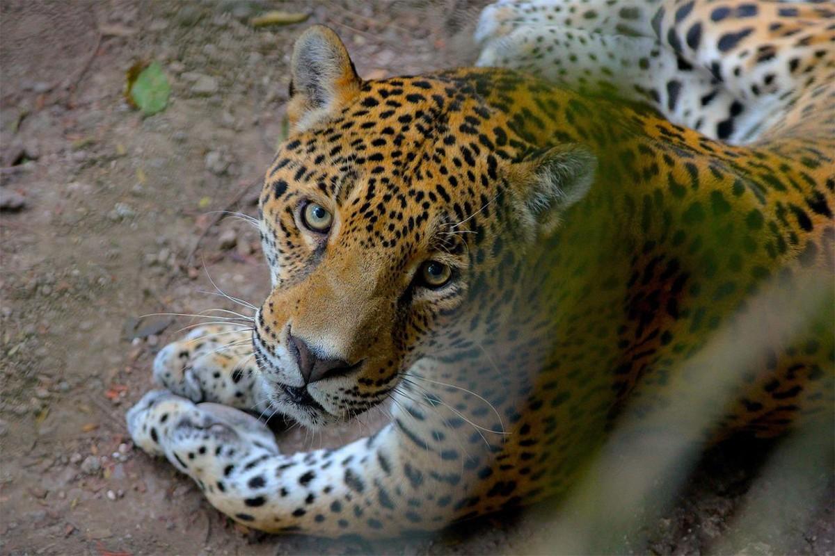 Poslije 70 godina rođeni prvi divlji jaguari