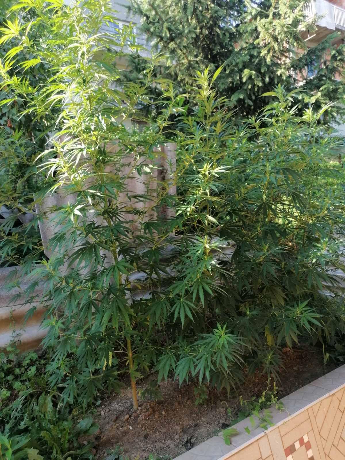 Marihuana u dvorištu kuće - Avaz