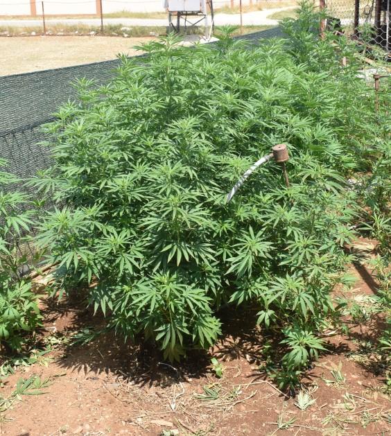 Policija pronašla parcelu sa zasadom 43 stabljike marihuane: Uhapšena jedna osoba