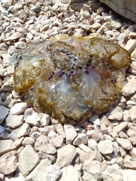 Meduza na kamenju - Avaz