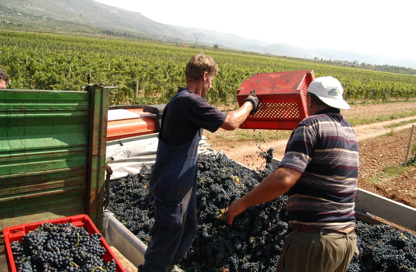 Vinari i vinogradari pripremaju se za veliki posao: Suša donijela raniju berbu, ali i dobar kvalitet grožđa