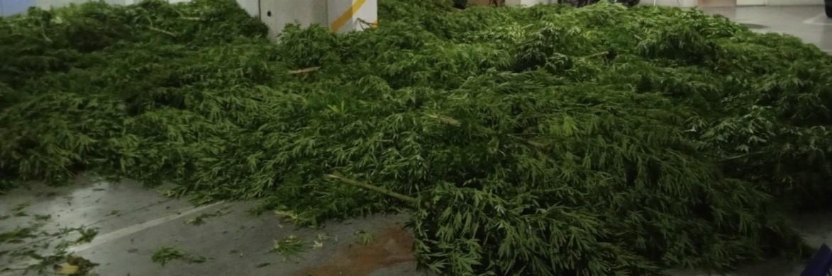 Pronađena plantaža marihuane: Izuzete 323 stabljike