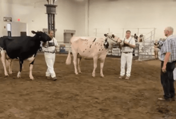 Evo za koliko je prodata najskuplja krava na svijetu