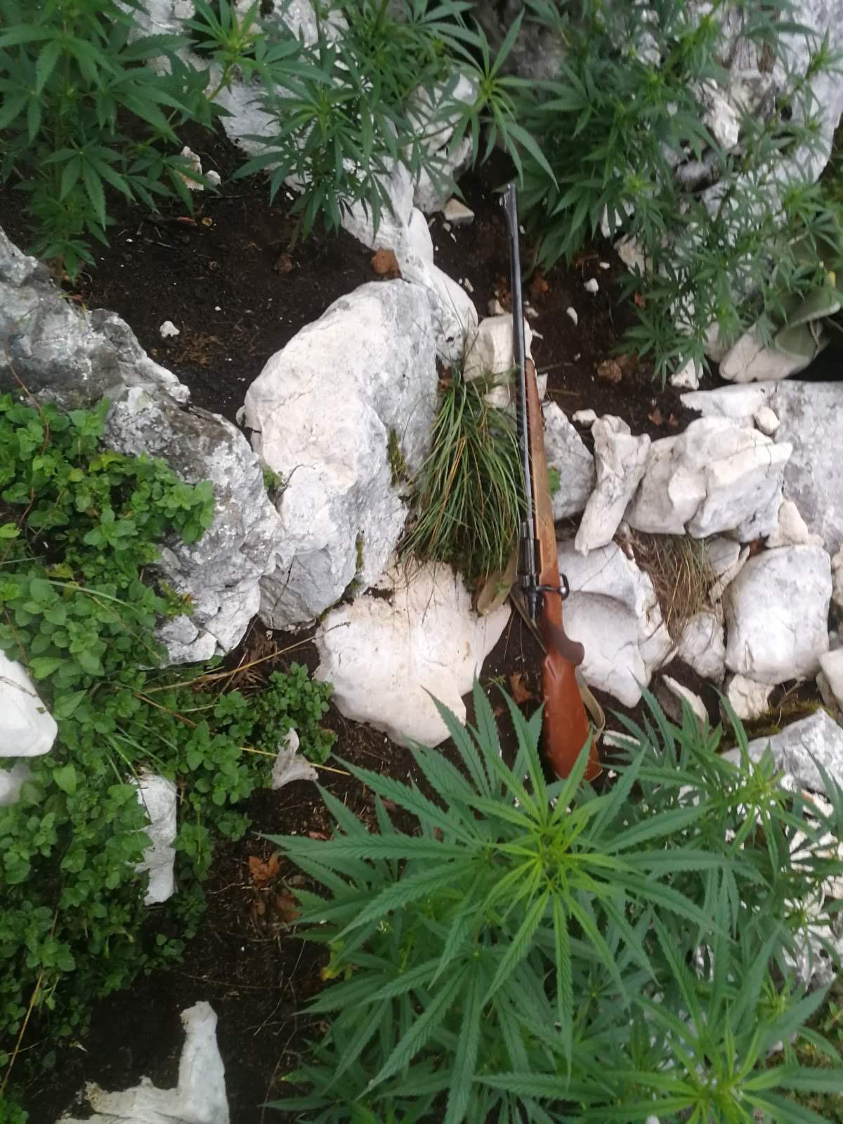 U vrletima kod Nevesinja uzgajao indijsku konoplju, policija pronašla i oružje
