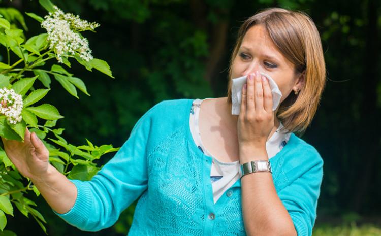 Značajno povećanje polena ambrozije u zraku očekuje se u septembru