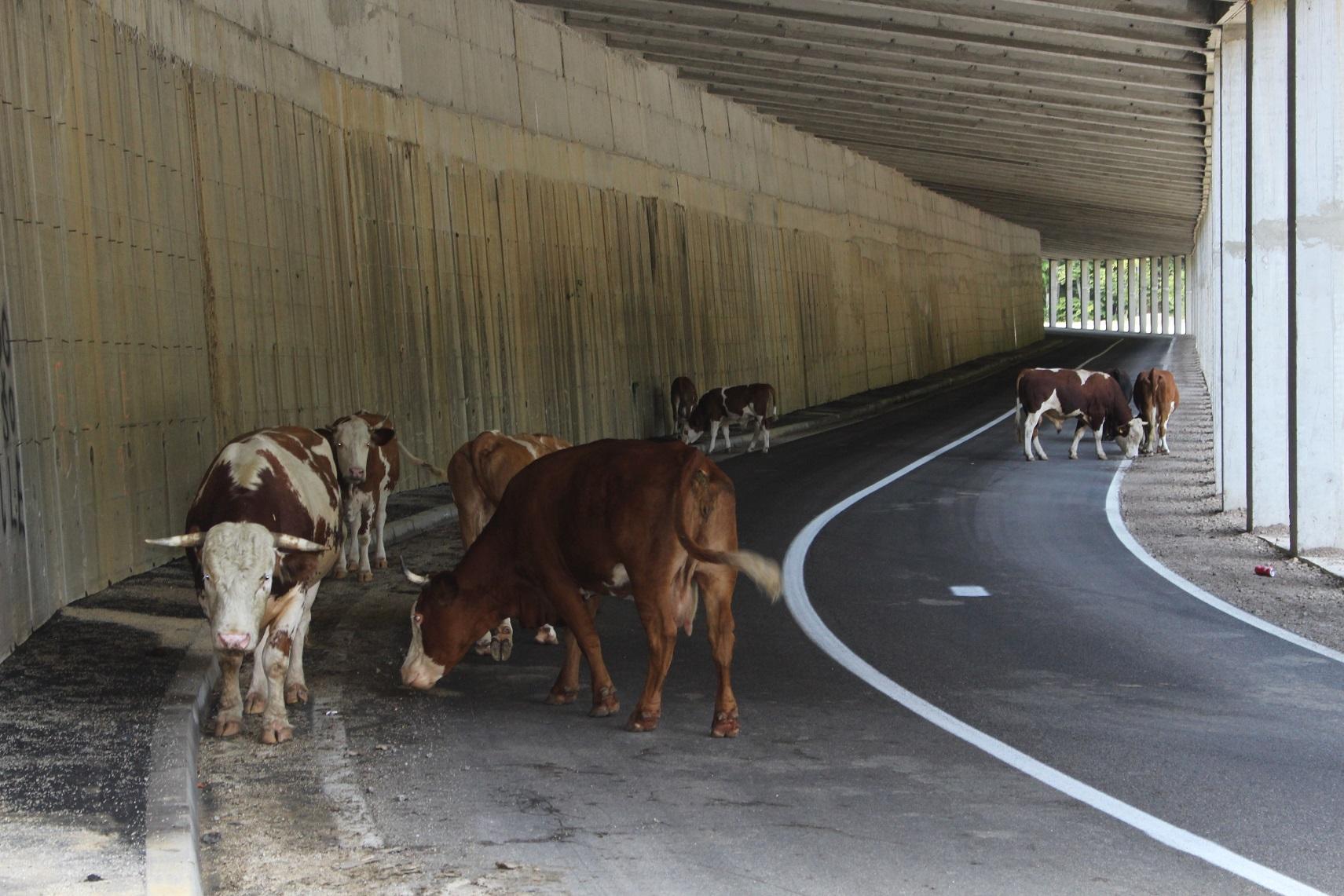 Nesvakidašnja situacija kod Bosanske Gradiške: Više krava u tunelu nego u selu
