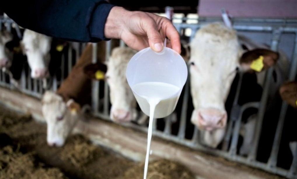 Vlast ništa ne poduzima: Farme se zatvaraju, cijena mlijeka prelazi 2 marke