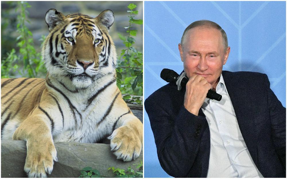 Sibirski tigar i Vladimir Putin - Avaz