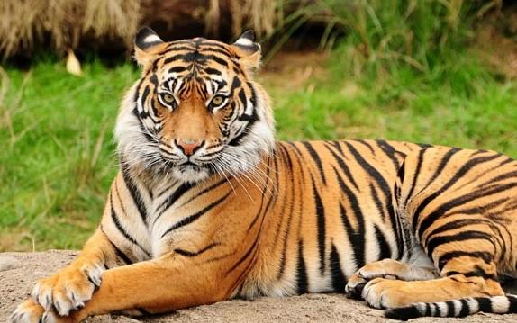 Tigar pobjegao iz ukrajinskog zoo vrta i prešao u Slovačku