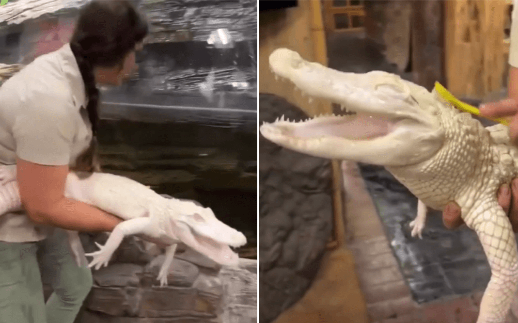 Ženka aligatora uživa u češkanju, ljudi pišu: Znači, ovako ih možemo pripitomiti?