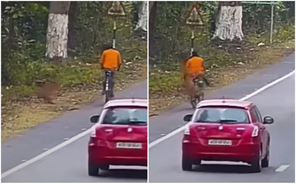 Video / Leopard skočio na biciklistu dok se vozio