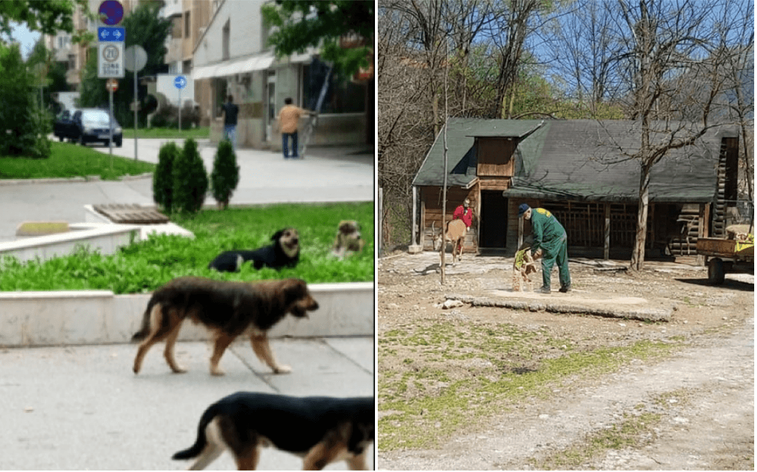 Psi se provukli ispod ograde u Pionirskoj dolini i napali krdo jelena - Avaz