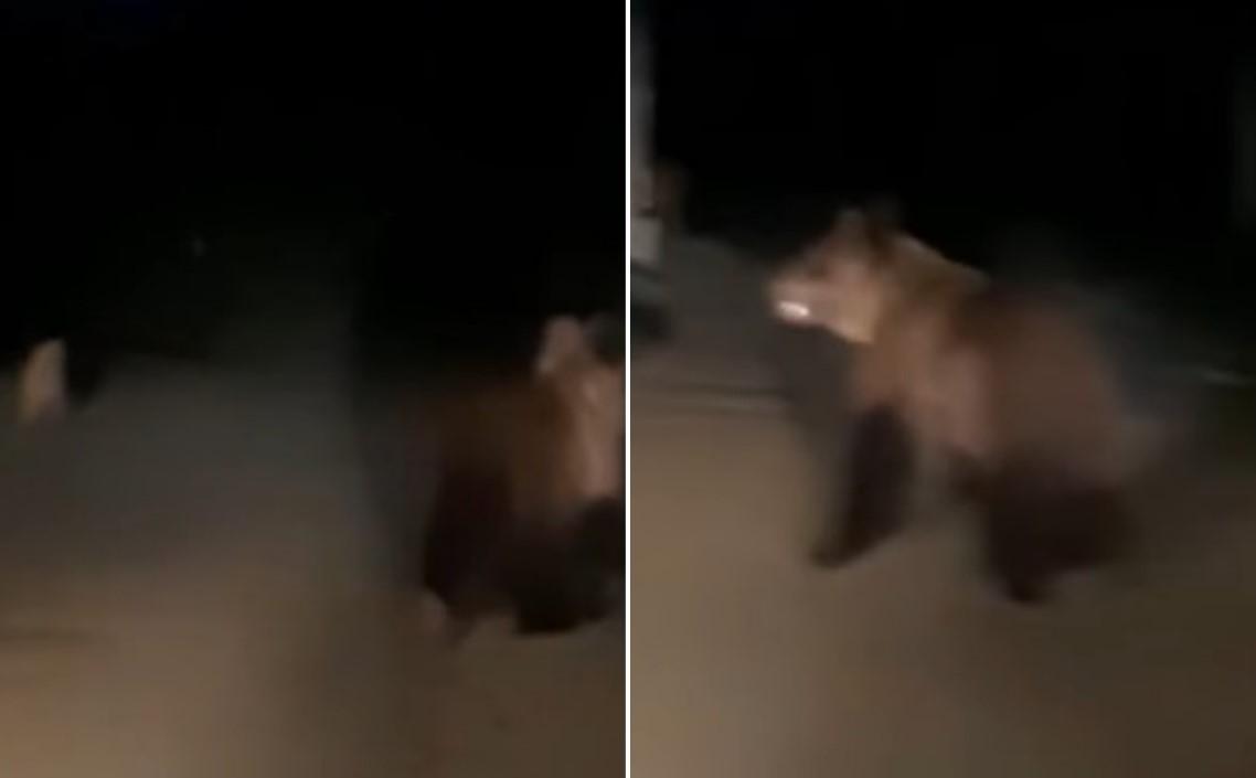 Medvjed prošetao sa mladunčetom između kuća
