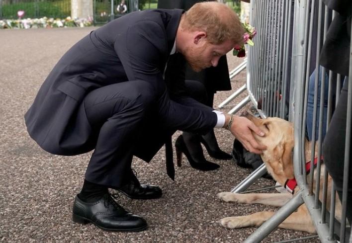 Neodoljivo slatka reakcija princa Harija oduševila sve: Pred mnoštvom ljudi čučnuo i pomazio psa