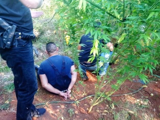 U operativnoj akciji policija otkrila zasad od 93 stabljike marihuane: Visina do tri metra